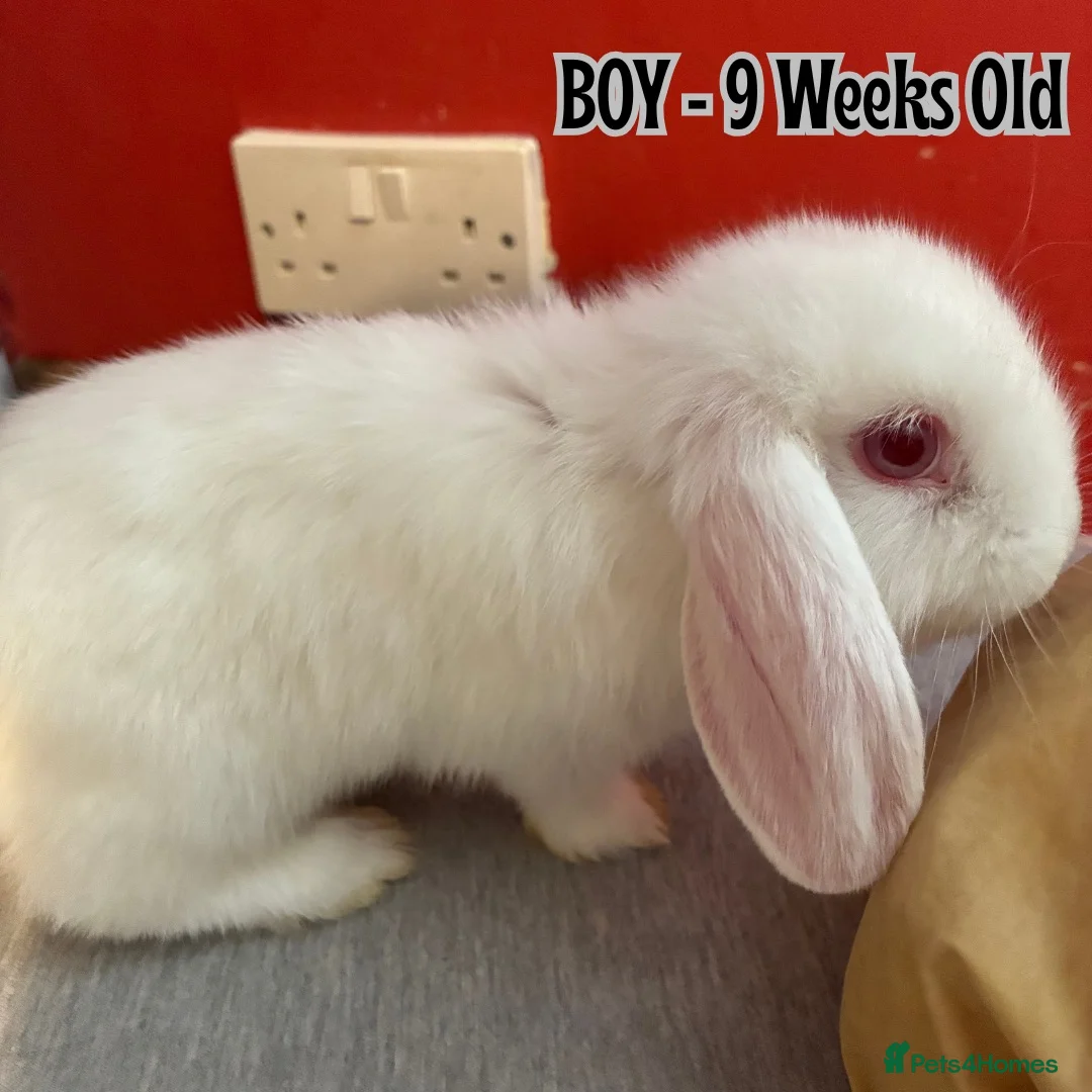 Mini Lop rabbits for sale: Four 9-week-old rabbits (Must go in pairs) - Advert 5