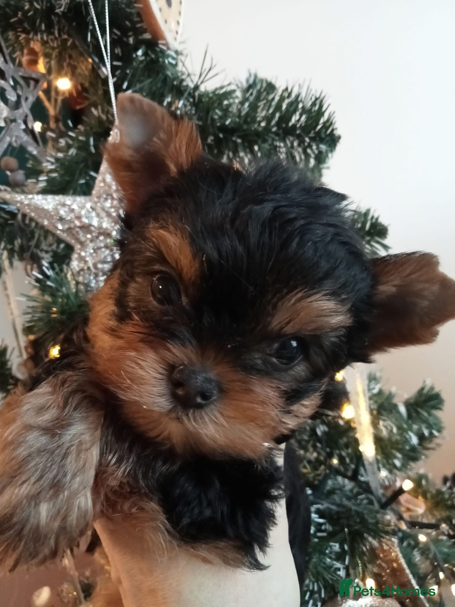 Yorkshire Terrier dogs Girl, Show quality, KC reg 18 champions bloodline - Advert 2