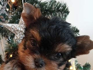 Yorkshire Terrier dogs Girl, Show quality, KC reg 18 champions bloodline - Advert 1