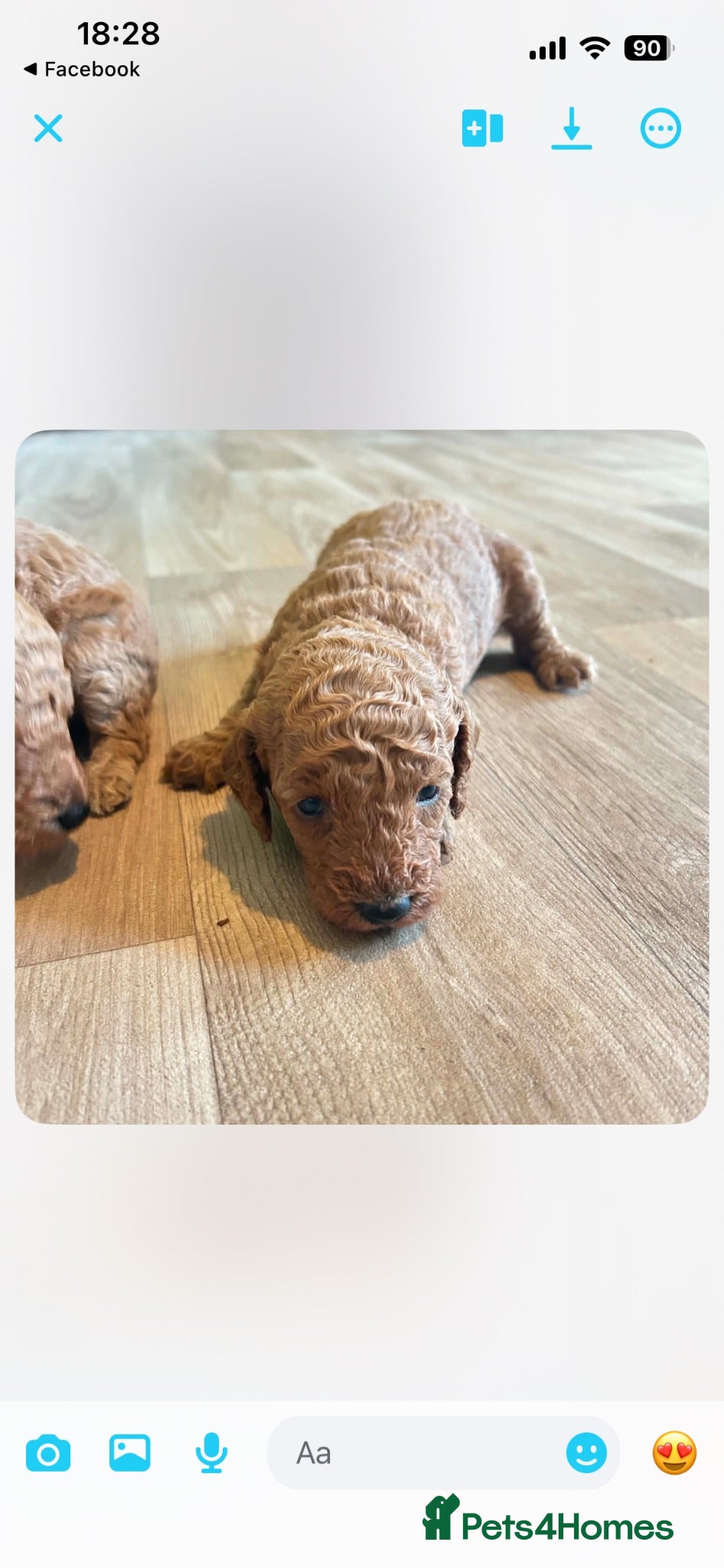 Miniature Poodle dogs ⭐️⭐️ stunning miniature poodle puppies ⭐️⭐️ - Advert 2