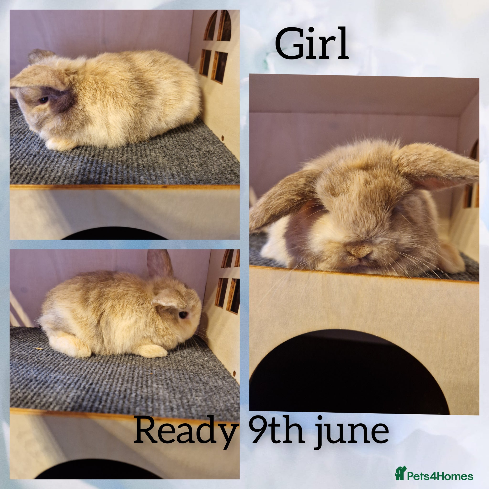 Mini Lop rabbits for sale: Mini lop kits ready next week  - Advert 3