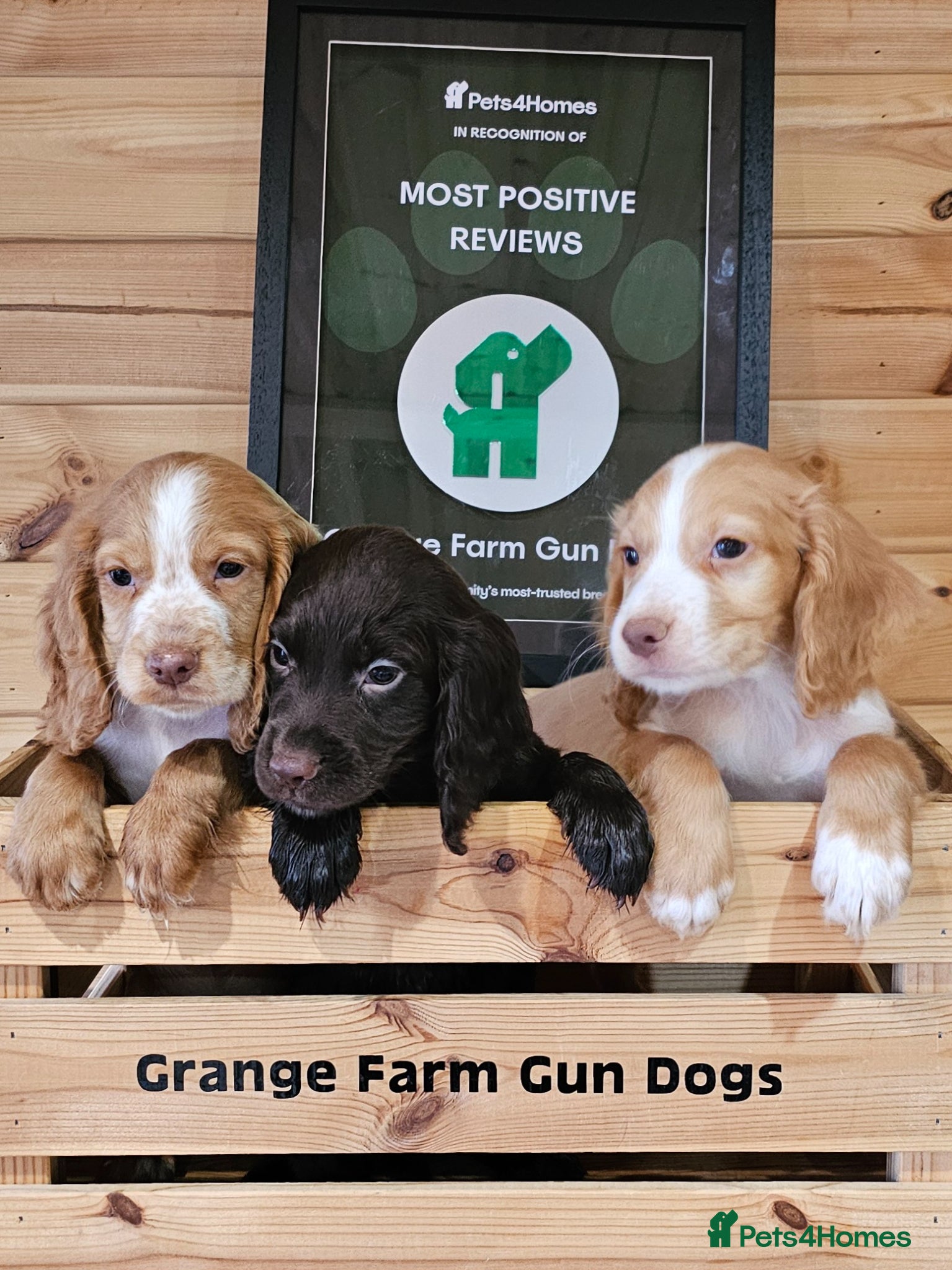 Cocker Spaniel dogs 3 WORKING TYPE KC COCKER SPANIELS READY TO LEAVE  - Advert 1