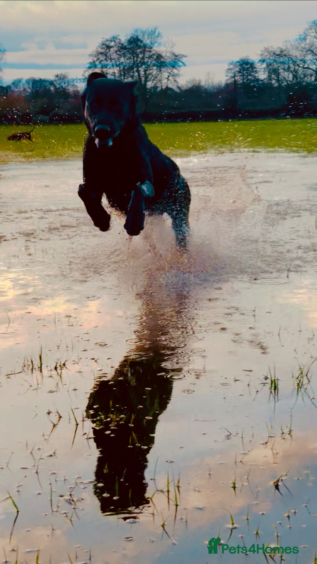 Mixed Breed dogs for sale: Kelpador - Advert 7