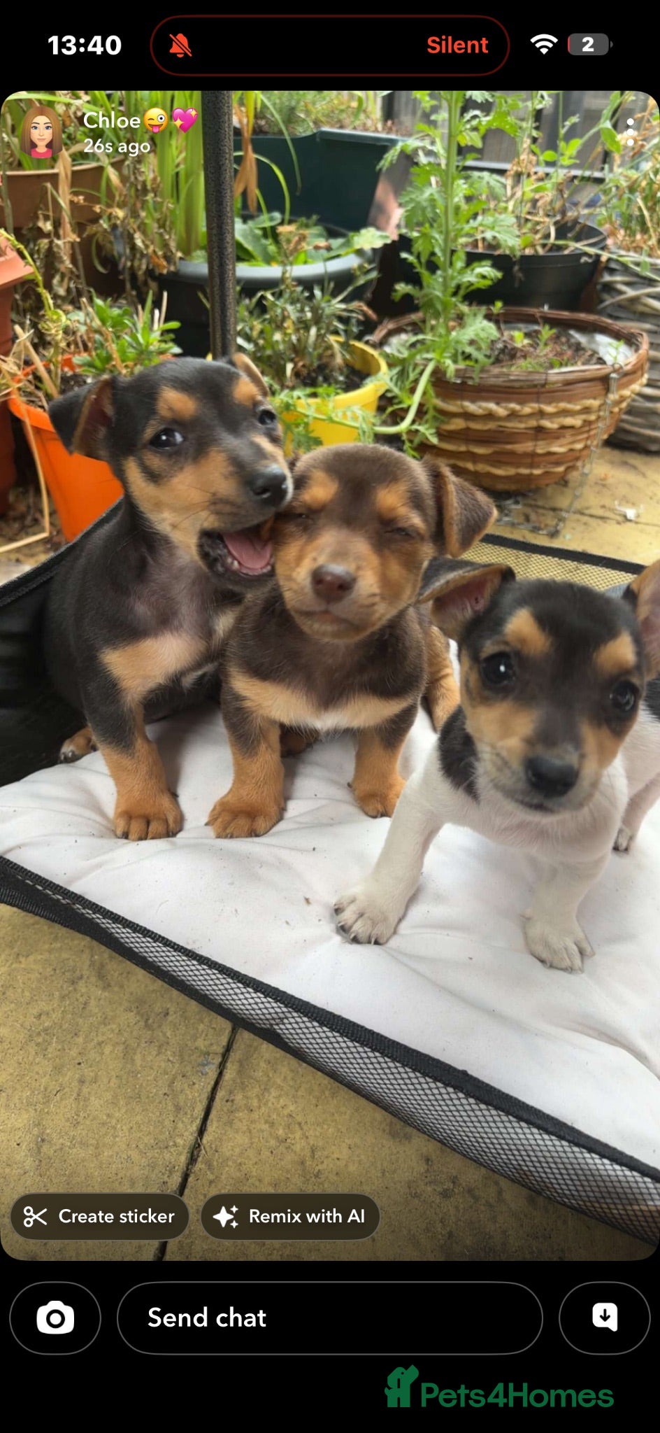 Jack Russell dogs Stunning Jack Russell puppies for sale  - Advert 18