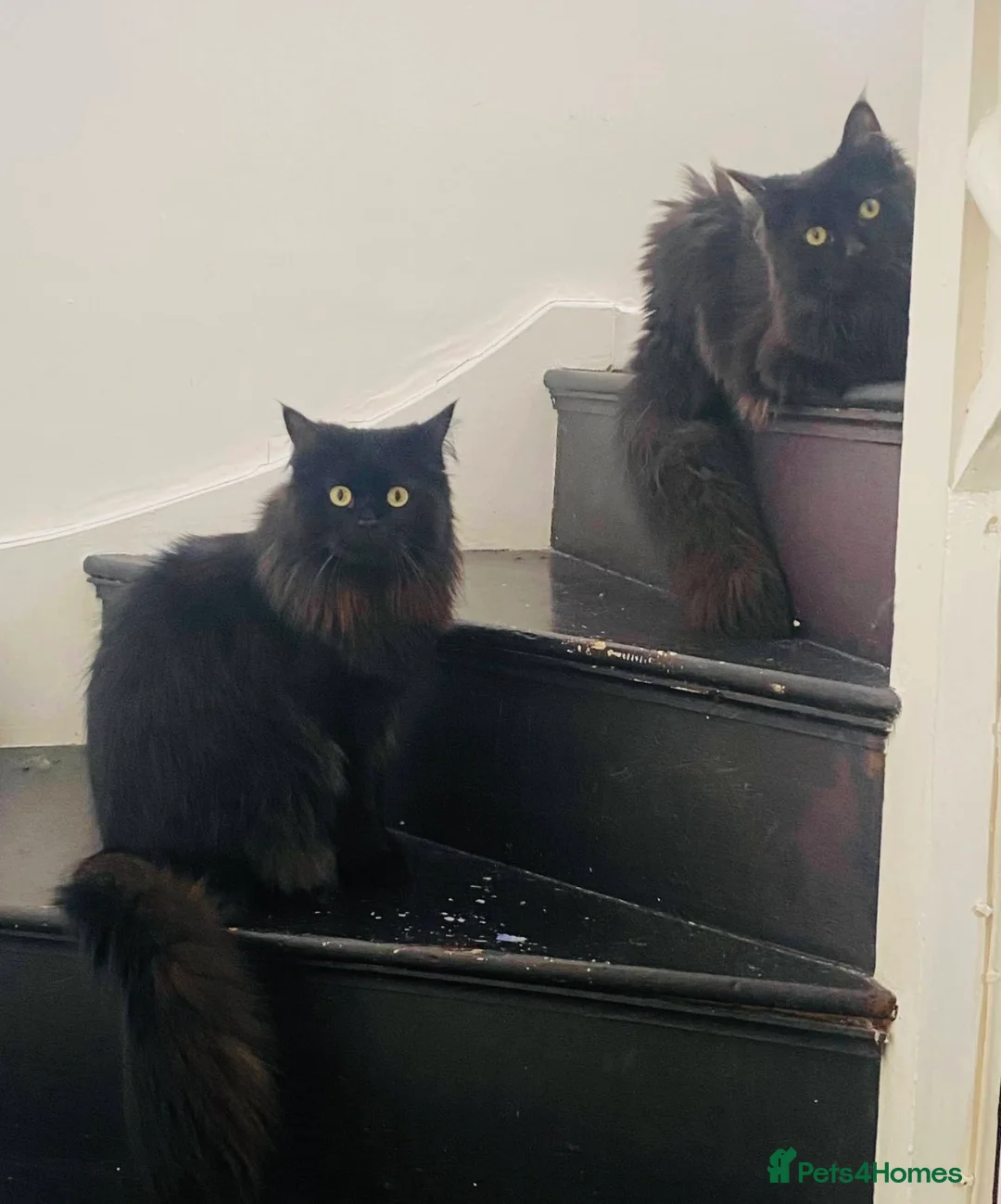 Mixed Breed cats for sale: Bonded Pair Teddy & Loki 🖤 Only to the Best Home - Advert 6