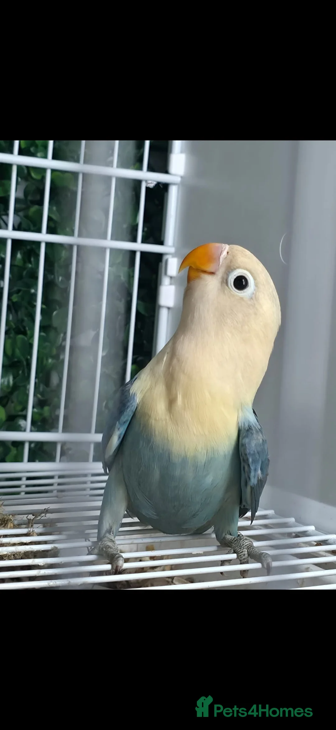 Lovebirds birds for sale: Mutation Lovebirds for Sale - Advert 9