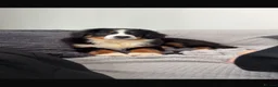 Bernese Mountain Dog dogs for sale: Kiara 11 month old Female Bernese Mountain Dog - Advert 11