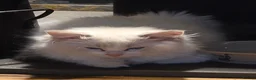 Ragdoll cats for sale: Amazing Ragdoll Babies  - Advert 11