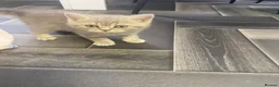 Scottish Fold cats for sale: Beautiful Scottish straights READY NOW  - Advert 22