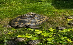Tortoise reptiles for sale: Only 1 Babi left !! - Image 8
