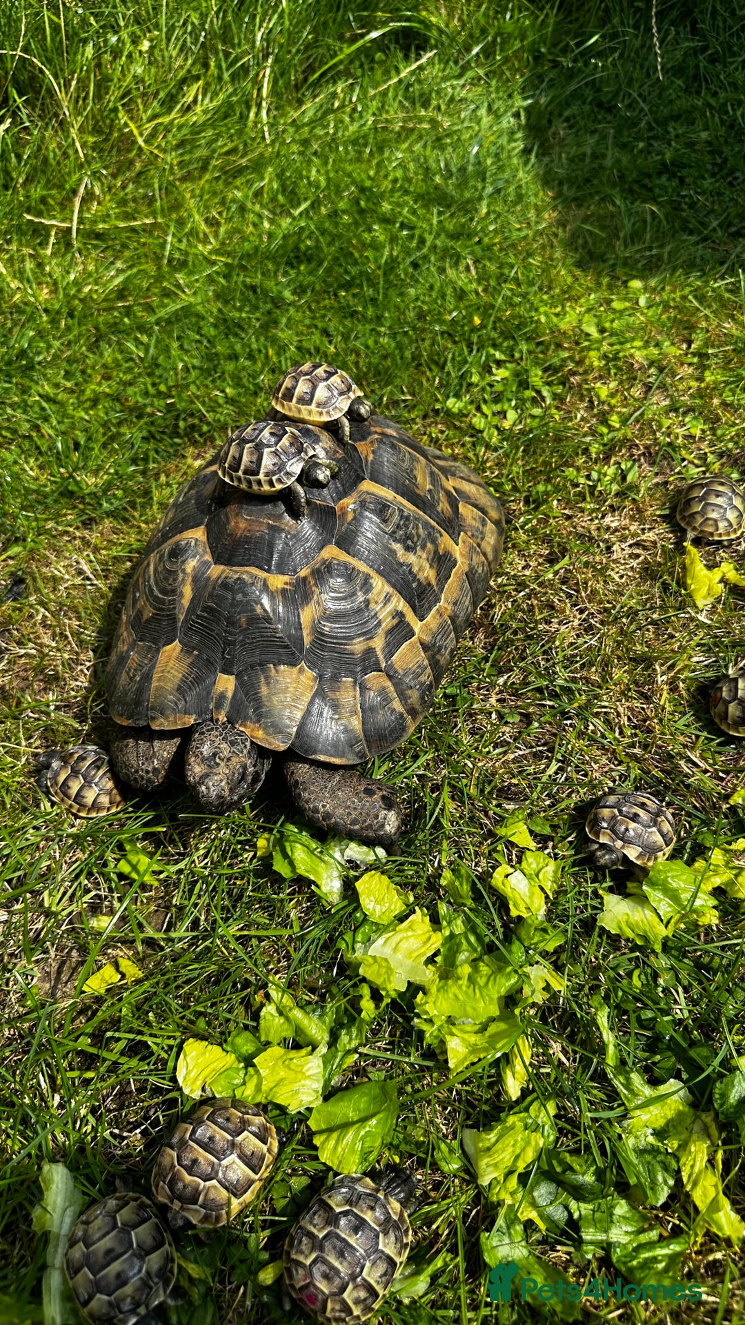 Tortoise reptiles for sale: Only 1 Babi left !! - Image 8