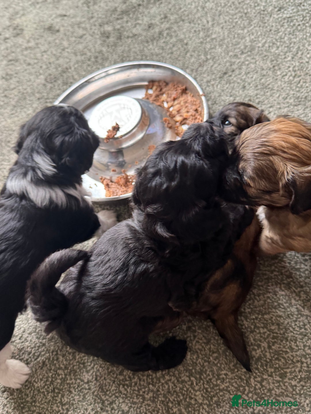 Shihpoo dogs for sale: 4 shihpoo males  in Telford - Image 19