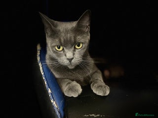 Mixed Breed cats Main coon cross - Advert 1