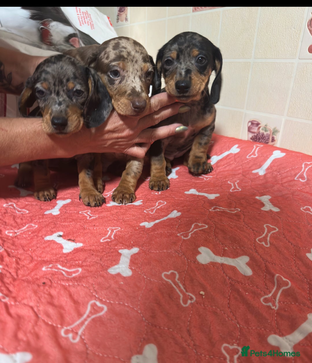 Dachshund dogs for sale: Just one girl left. Ready for her new homes - Advert 4