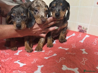 Dachshund dogs - Advert 3