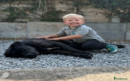 Mixed Breed dogs for sale: Max - Big softy needs a new home - Image 4