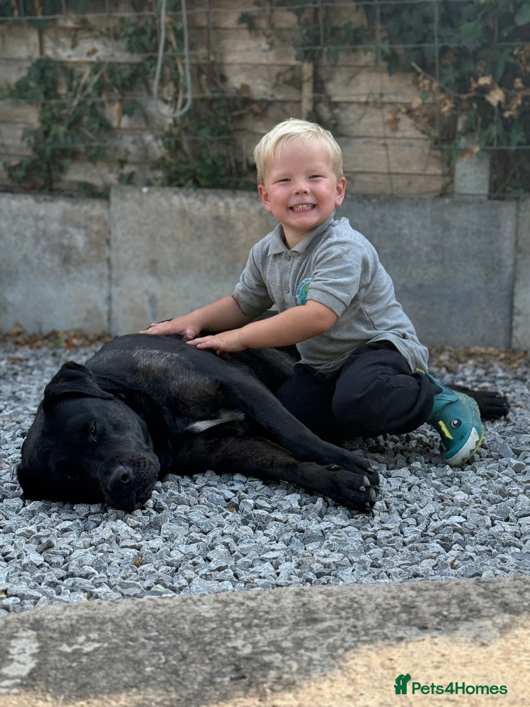Mixed Breed dogs for sale: Max - Big softy needs a new home - Image 4