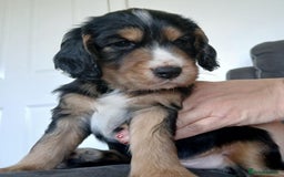 Cocker Spaniel dogs for sale: 3Beautiful show type cocker spaniels 💕♥️ 💙💕 - Image 3