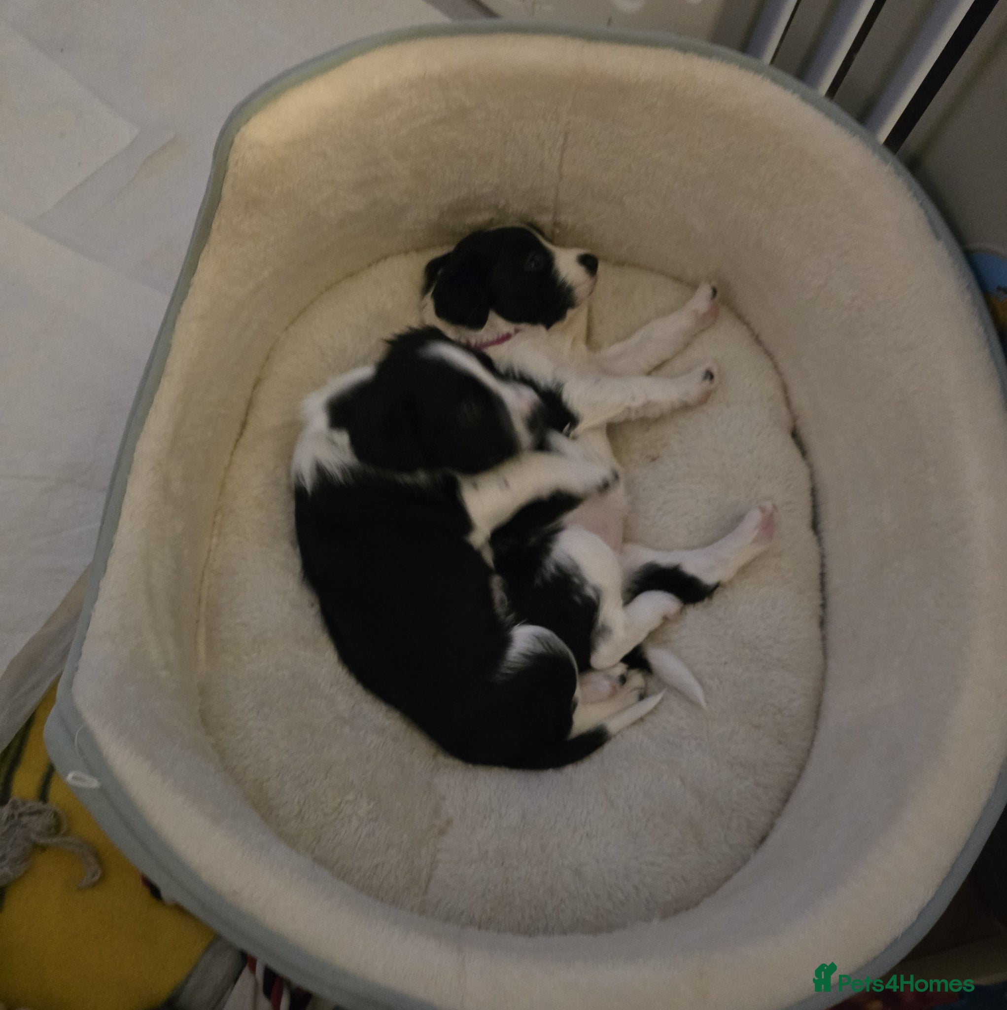 Sprollie dogs Sprollie Pups - Advert 9