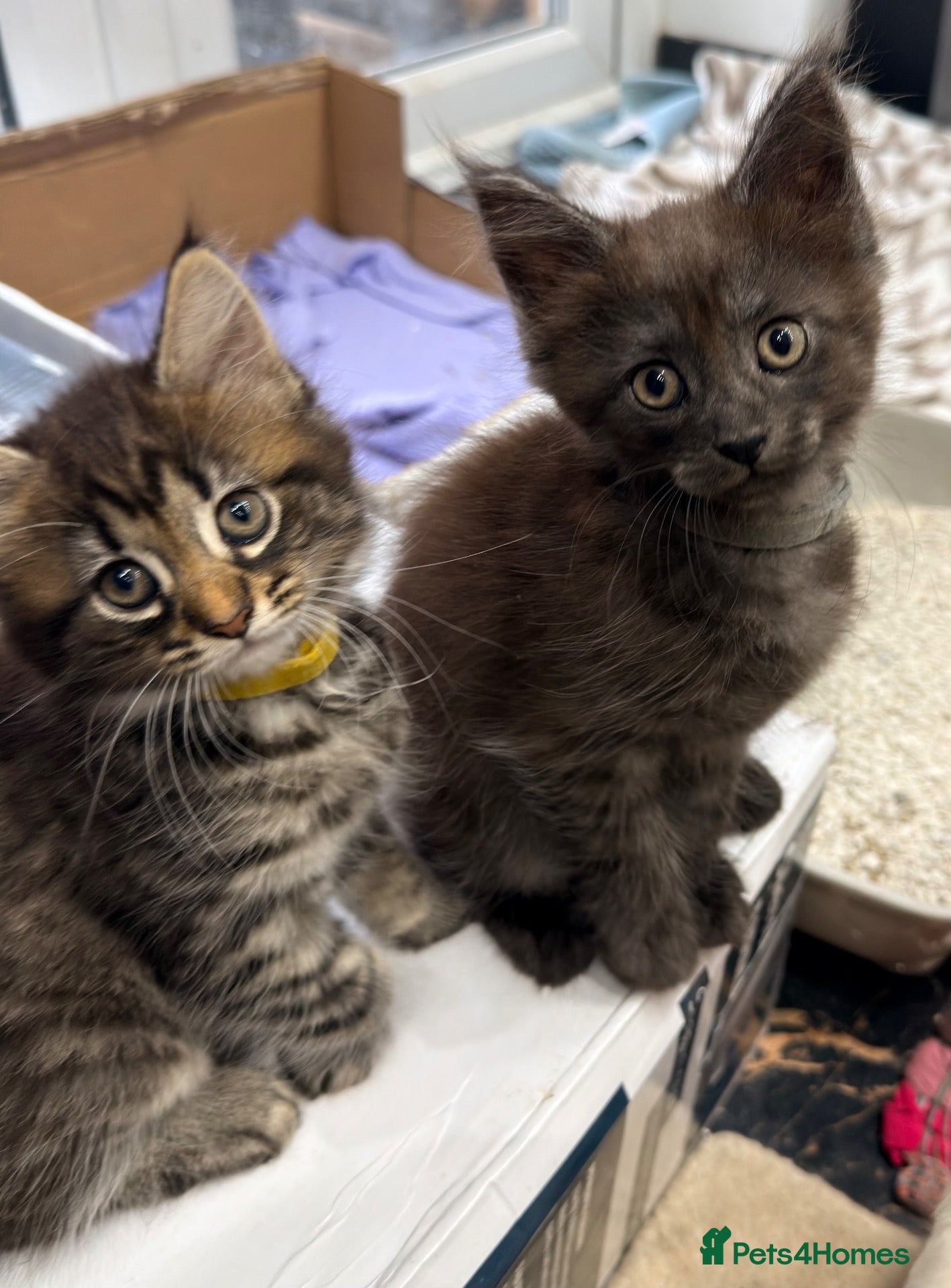 Maine Coon cats Half Maincoon Kittens  - Advert 2