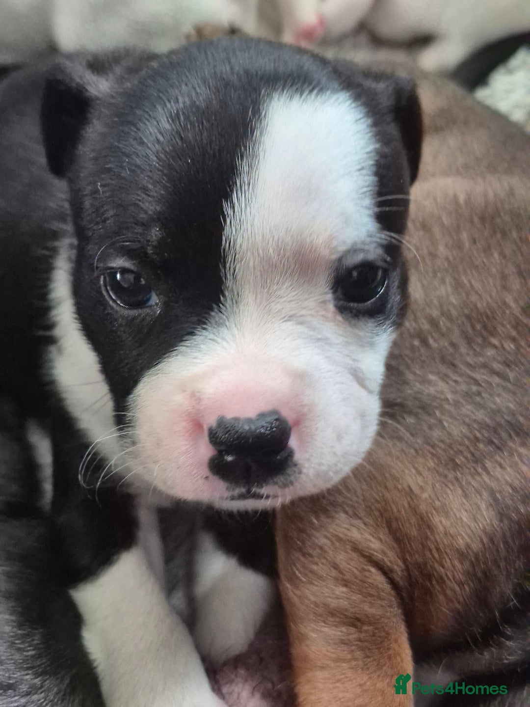 Staffordshire Bull Terrier dogs for sale: DNA HEALTH TESTED STAFFIE PUPPIES, BAER HEARING  - Advert 31