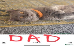 Scottish Fold cats for sale: Scottish fold girl - Image 6