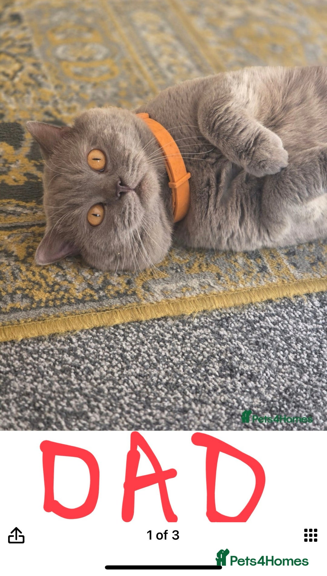 Scottish Fold cats for sale: Scottish fold girl - Image 6