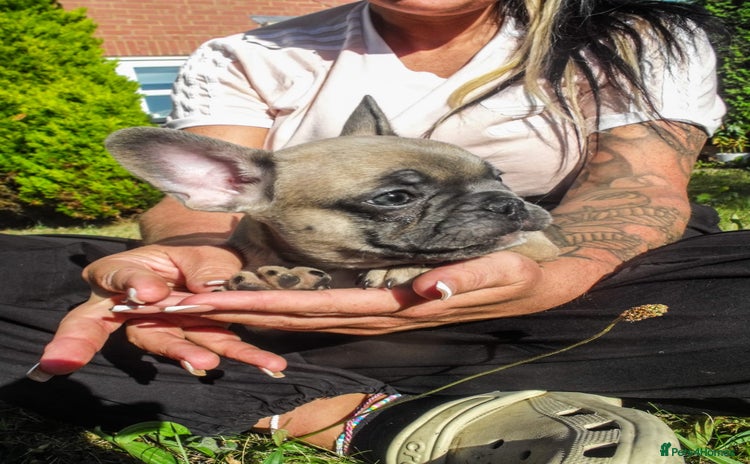 French Bulldog dogs - Advert 7