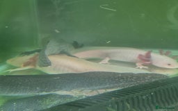 Other/Mixed Breed fish for sale: Axolotls - Advert 1