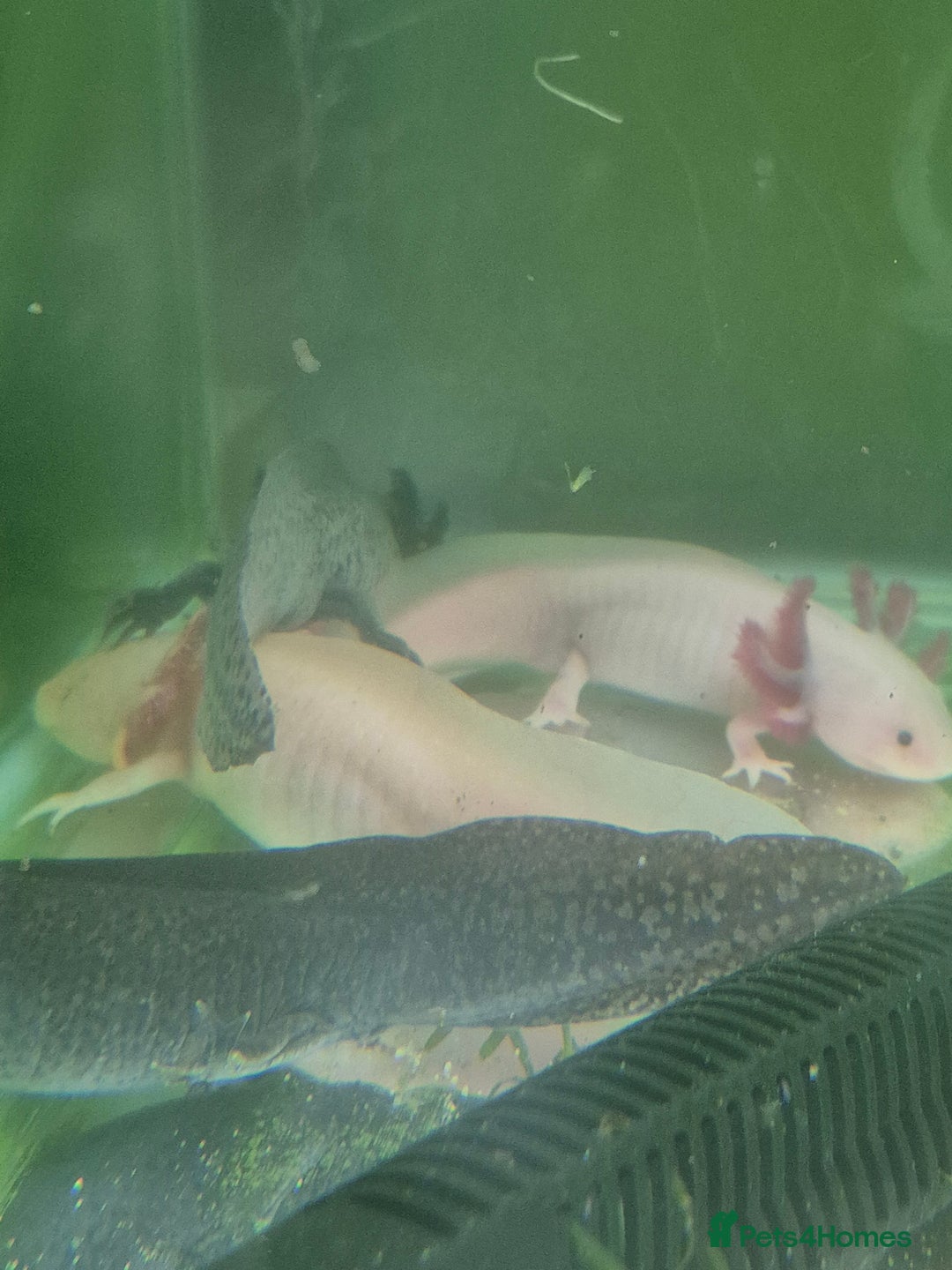 Other/Mixed Breed fish for sale: Axolotls - Advert 1