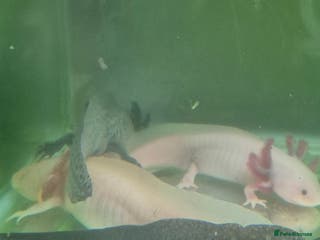 Other/Mixed Breed fish Axolotls - Advert 1