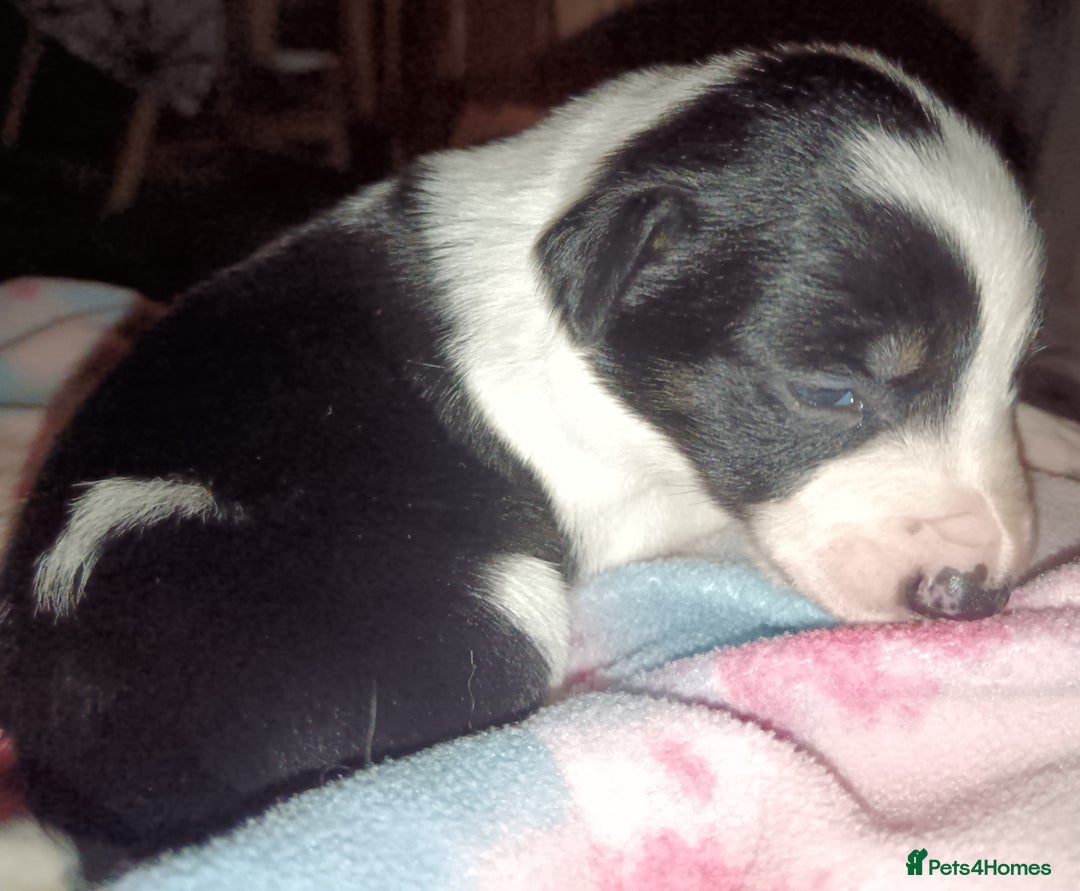 Border Collie dogs for sale: Border collie puppies B/W  - Advert 27