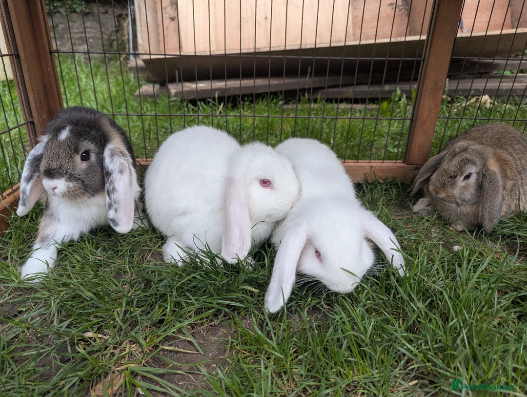 Mini Lop rabbits for sale: Baby Mini Lops - Image 4