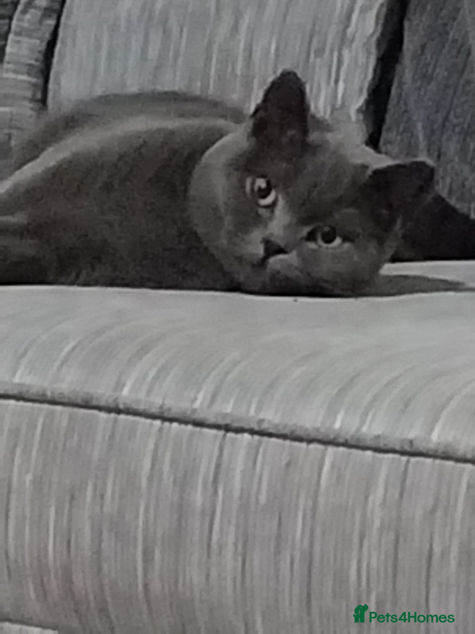 British Shorthair cats Gccf bsh female  - Advert 1