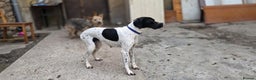Pointer dogs for adoption: Celta  - Advert 6