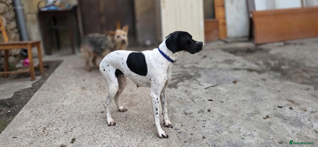 Pointer dogs for adoption: Celta  - Advert 6