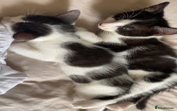 Mixed Breed cats for sale: 2 boys left!!need to leave asap!!! - Image 16
