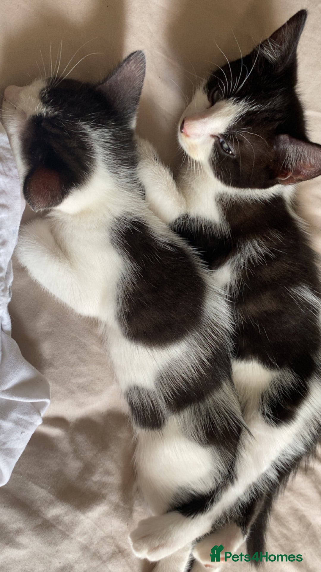 Mixed Breed cats for sale: 2 boys left!!need to leave asap!!! - Image 16