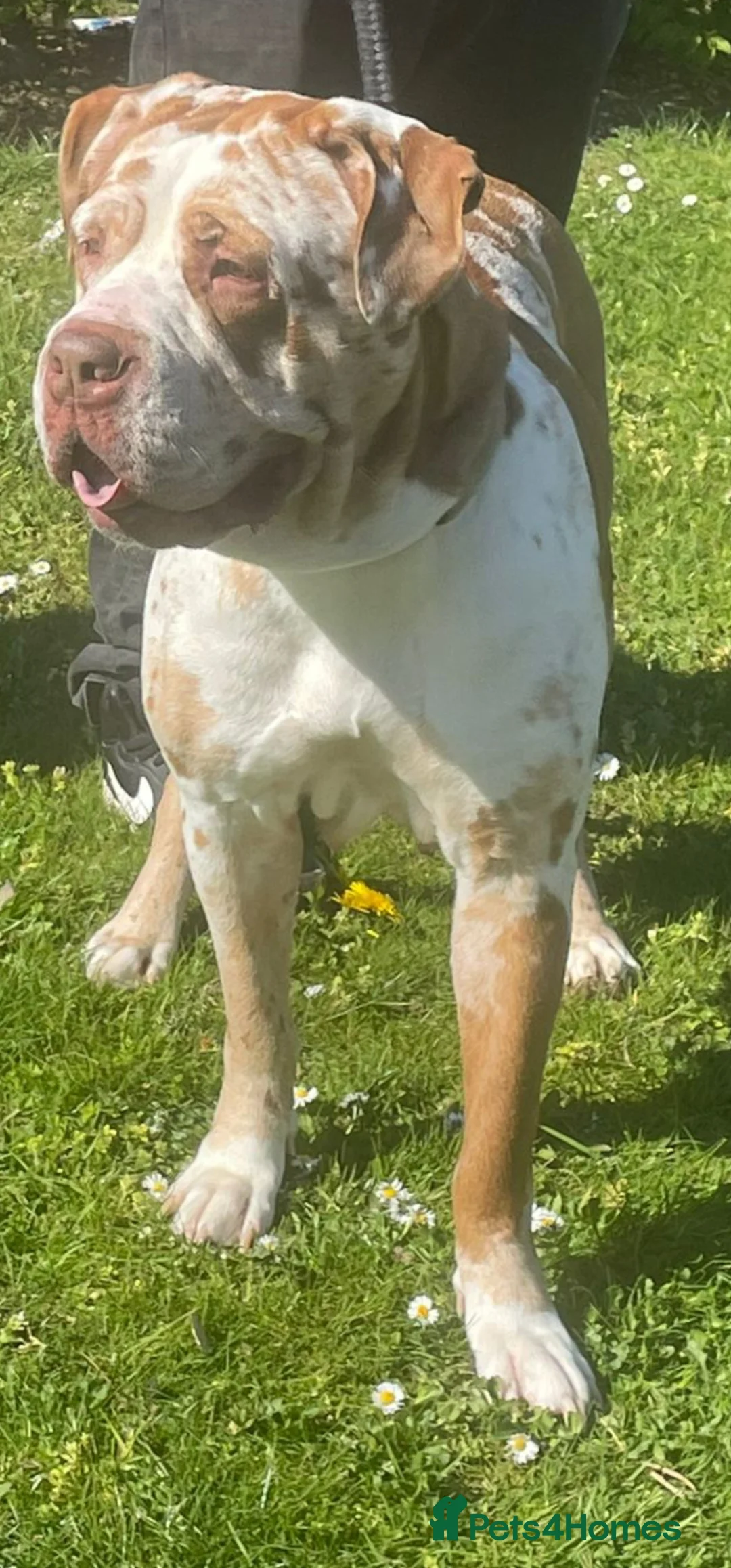 Mixed Breed dogs for sale: Mastiff X puppies [Merle] - Advert 15