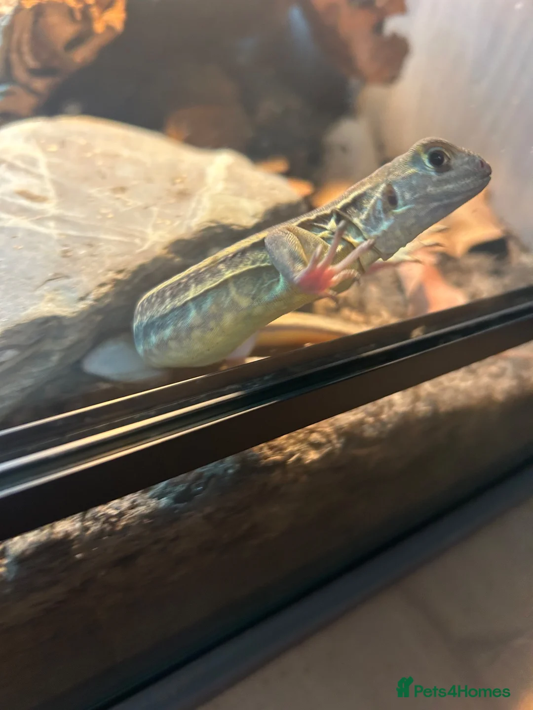 Lizard reptiles for sale: RARE Vietnamese Butterfly Agamas  - Advert 10