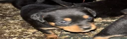 Rottweiler dogs for sale: Stunning Rottweiler Puppies  - Advert 8