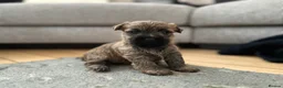 Cairn Terrier dogs for sale: Cairn terrier pups  - Advert 14
