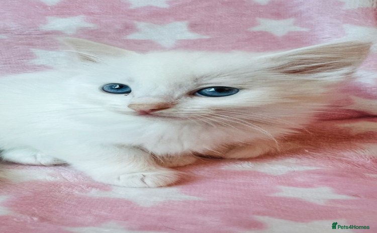 Ragdoll cats - Advert 1