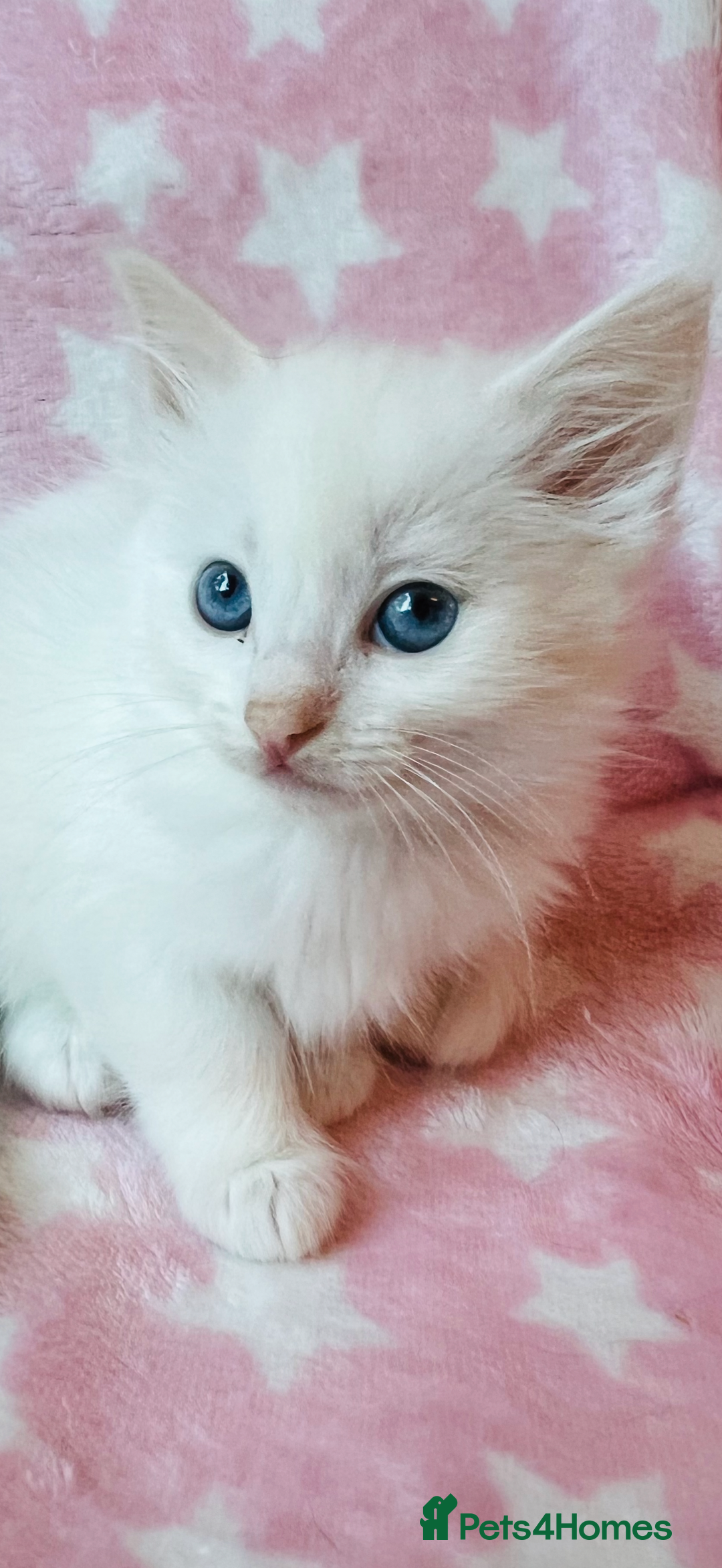 Ragdoll cats for sale: Stunning Ragdoll kittens super affectionate  - Image 1