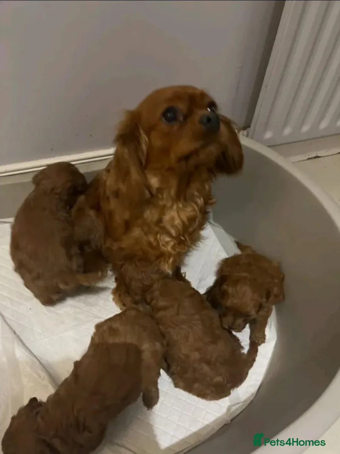 Cavapoo dogs for sale: ABSOLUTELY GORGEOUS DARK RED CAVAPOOS in Bacup - Advert 5