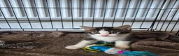Domestic Shorthair cats for sale: 2 adorable little kittens ready for new homes - Advert 5
