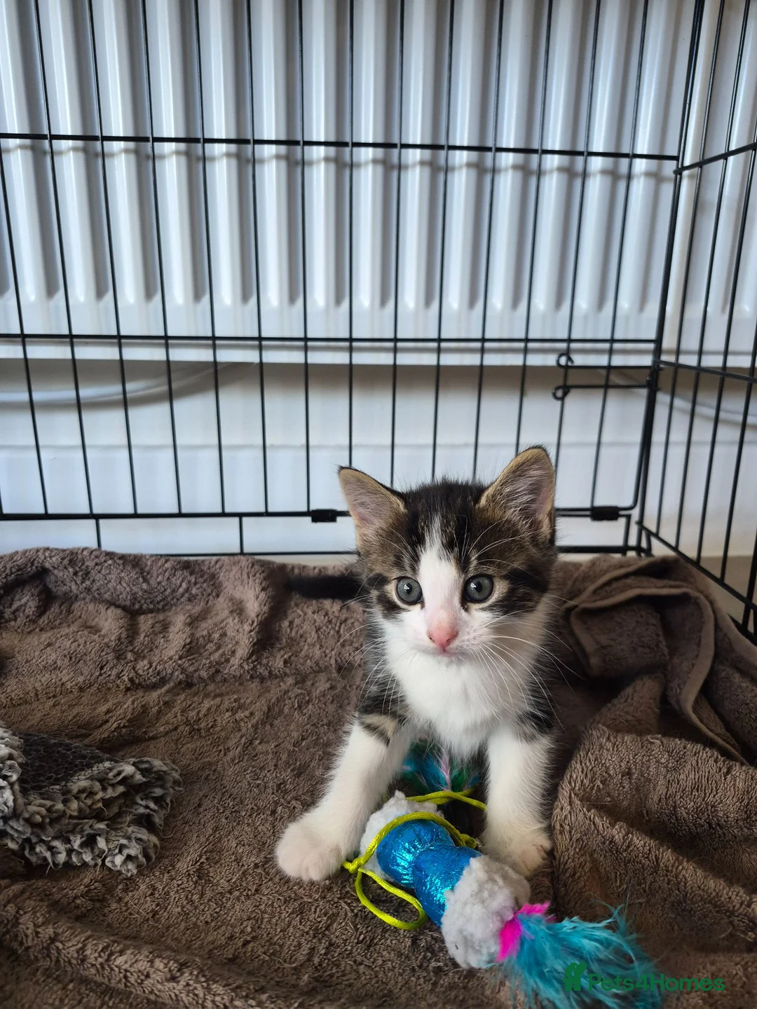 Domestic Shorthair cats for sale: 2 adorable little kittens ready for new homes - Advert 5