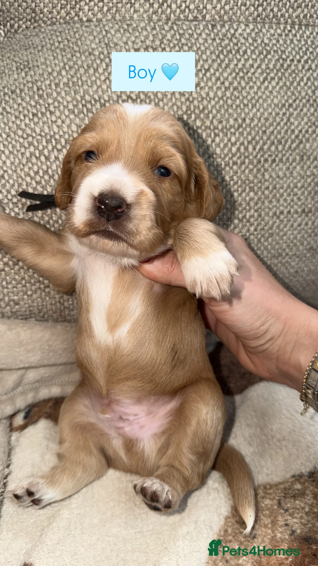 Mixed Breed dogs for sale: Working cocker spaniel puppies in Spalding - Advert 2
