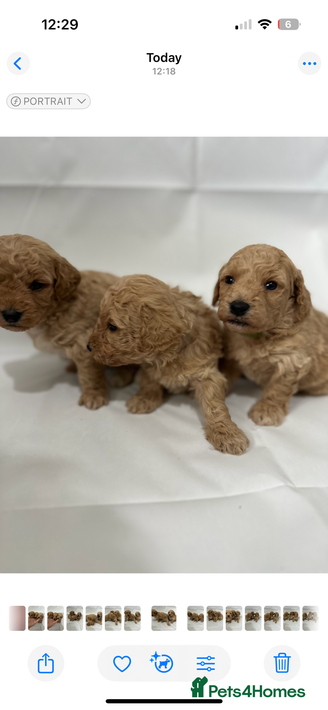 Poochon dogs for sale: F1 Poochon Puppies - 1 boy left - Image 6