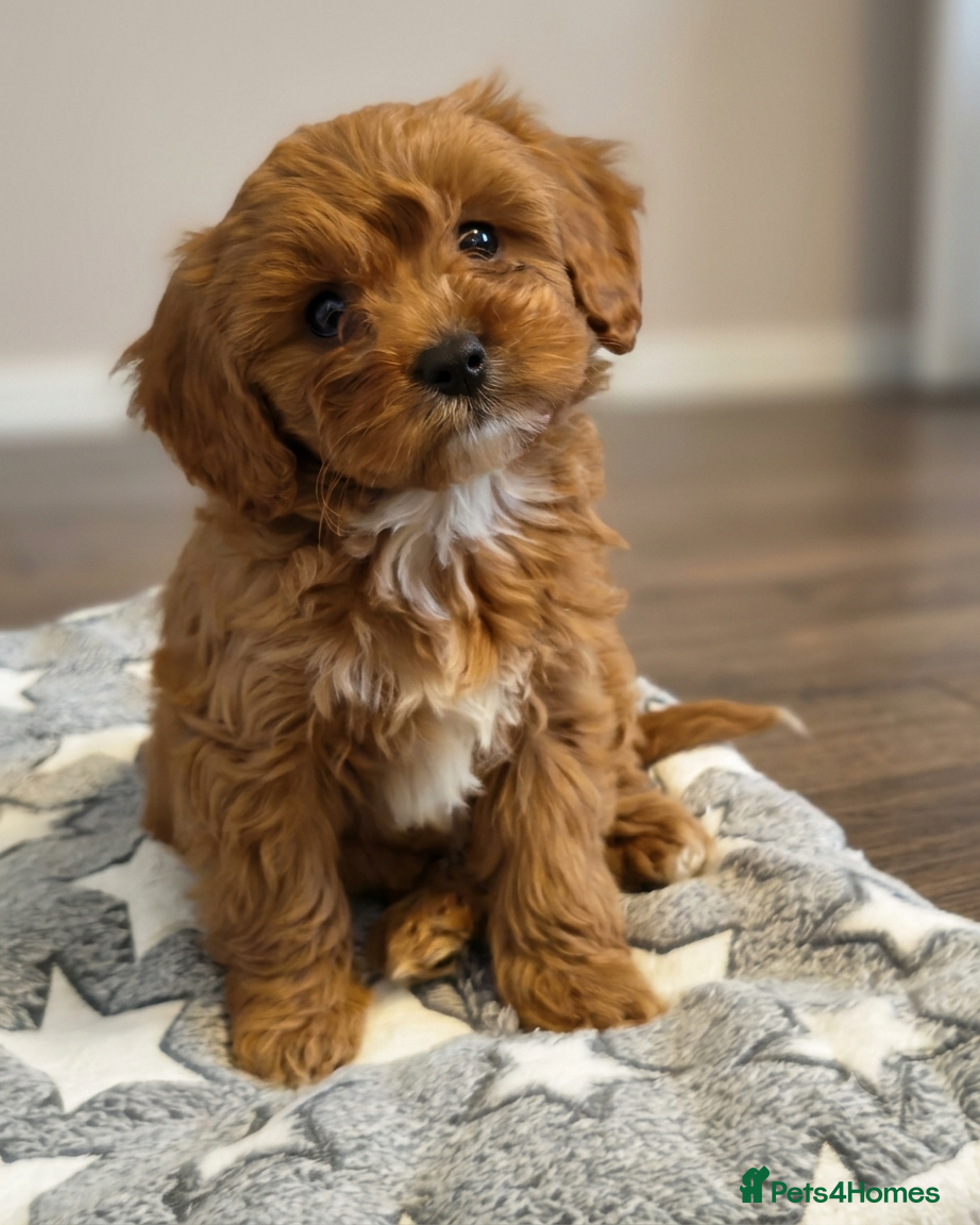 Cavapoo dogs STUNNING F1 CAVAPOO FEMALE FULLY HEALTH TESTED - Advert 1